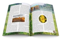 Królowa Różańca Świętego - numer 50
